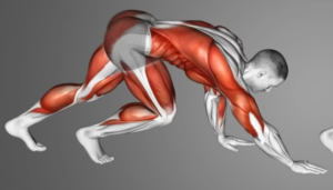 urso-300x171 Fortalecimento Corporal